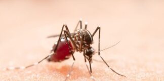 Estado de São Paulo confirma primeira morte por dengue em 2026