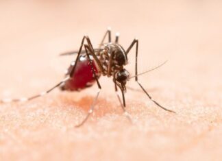 Estado de São Paulo confirma primeira morte por dengue em 2026