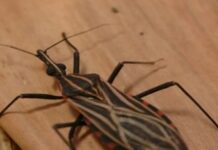 Ananindeua, no Pará, tem surto de casos da doença de Chagas