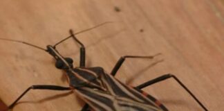 Ananindeua, no Pará, tem surto de casos da doença de Chagas