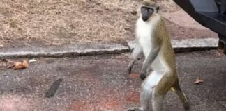 Macacos africanos surgem em cidade americana, e ninguém sabe o motivo