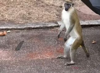 Macacos africanos surgem em cidade americana, e ninguém sabe o motivo