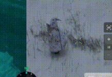 ‘Pinguim abatido’: vídeo mostra soldado russo usando disfarce antidrone; veja