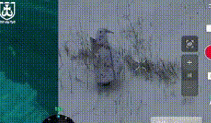 militar_pinguim_guerra_d24am