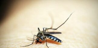 Brasileiros publicam maior estudo já feito sobre sequelas do zika