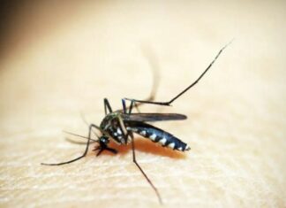 Brasileiros publicam maior estudo já feito sobre sequelas do zika