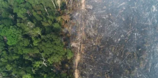 Amazonas concentra 18% das áreas sob risco de desmatamento na Amazônia previsto para 2026, aponta PrevisIA