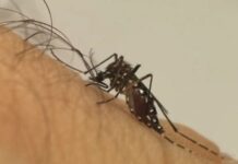 Primeira morte por chikungunya no Brasil em 2026 é registrada em MT