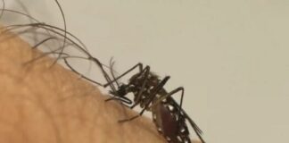 Primeira morte por chikungunya no Brasil em 2026 é registrada em MT