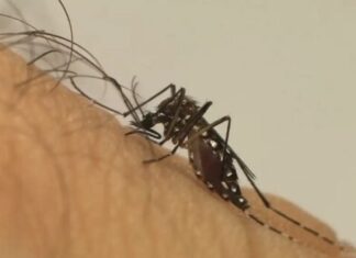 Primeira morte por chikungunya no Brasil em 2026 é registrada em MT