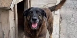 Caso Orelha: inquérito é conluído e polícia pede internação de adolescente