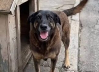 Caso Orelha: inquérito é conluído e polícia pede internação de adolescente