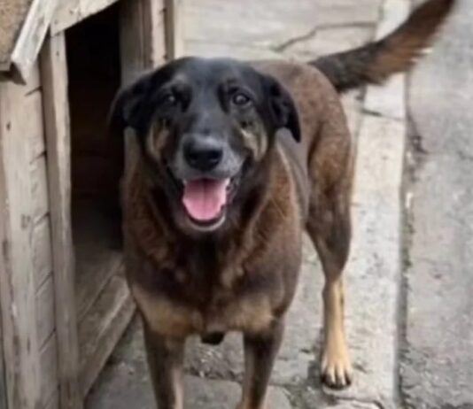 Caso Orelha: inquérito é conluído e polícia pede internação de adolescente