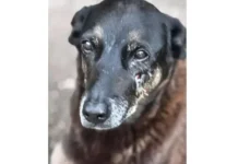 Morte de cão Orelha gera 25 projetos para punir maus-tratos de adolescentes