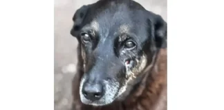 Morte de cão Orelha gera 25 projetos para punir maus-tratos de adolescentes