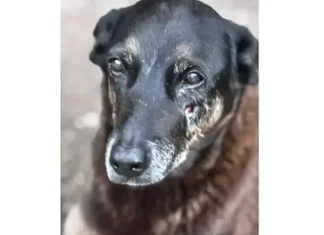 Morte de cão Orelha gera 25 projetos para punir maus-tratos de adolescentes