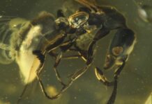 Fóssil de 16 milhões de anos preso em árvore revela nova espécie de formiga