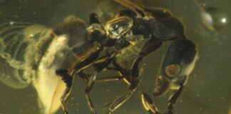 Fóssil de 16 milhões de anos preso em árvore revela nova espécie de formiga