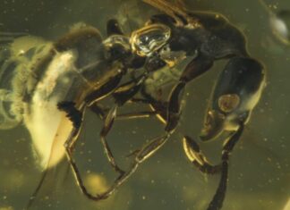 Fóssil de 16 milhões de anos preso em árvore revela nova espécie de formiga