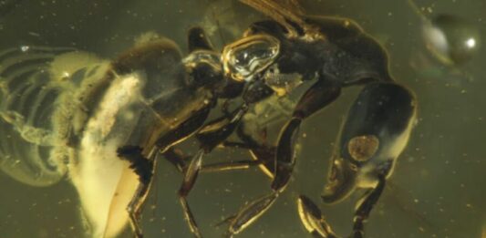 Fóssil de 16 milhões de anos preso em árvore revela nova espécie de formiga