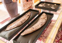 Brasil recebe de volta fósseis de mais de 110 milhões de anos