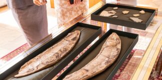 Brasil recebe de volta fósseis de mais de 110 milhões de anos