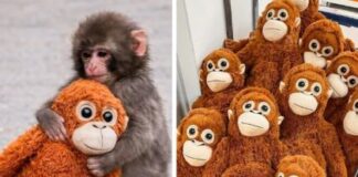 Fenômeno global, pelúcia adotada pelo macaquinho Punch dispara em vendas