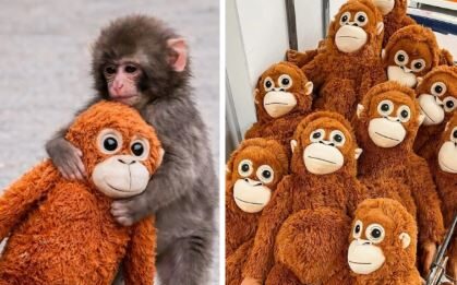 Fenômeno global, pelúcia adotada pelo macaquinho Punch dispara em vendas