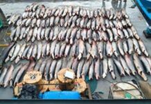 Mais de 15 toneladas de pescado ilegal é apreendida no AM; um homem foi preso