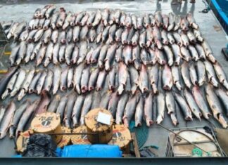 Mais de 15 toneladas de pescado ilegal é apreendida no AM; um homem foi preso