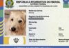 Mais de 1 milhão de pets ganham carteira de identidade no Brasil