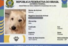 Mais de 1 milhão de pets ganham carteira de identidade no Brasil