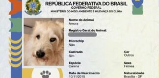 Mais de 1 milhão de pets ganham carteira de identidade no Brasil