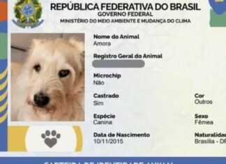 Mais de 1 milhão de pets ganham carteira de identidade no Brasil
