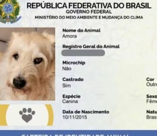 Mais de 1 milhão de pets ganham carteira de identidade no Brasil
