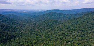 Desmatamento no Amazonas caiu 32% entre agosto e fevereiro deste ano