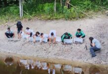 Soltura de quelônios mobiliza comunidades e fortalece conservação