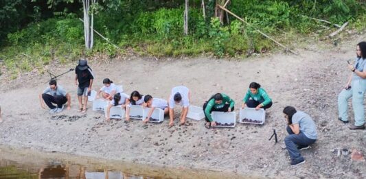 Soltura de quelônios mobiliza comunidades e fortalece conservação