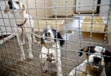 Denúncias de maus-tratos a animais poderão ter sistema nacional