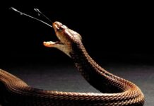 Turista morre após ser picado por cobra em show no Egito