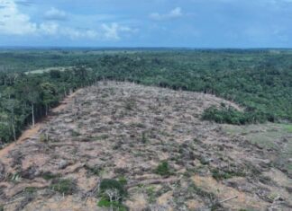 Operação no AM aplica mais de R$ 32 milhões em multas ambientais
