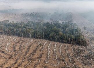 Estudo de longo prazo na Amazônia descarta teoria de savanização