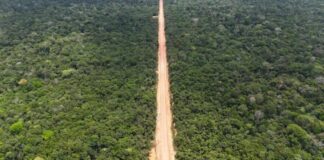 Ibama libera licença para pontes de concreto no Trecho do Meio da BR-319