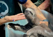 Animais silvestres são resgatados de exploração turística em Iranduba no AM
