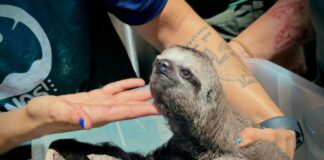 Animais silvestres são resgatados de exploração turística em Iranduba no AM