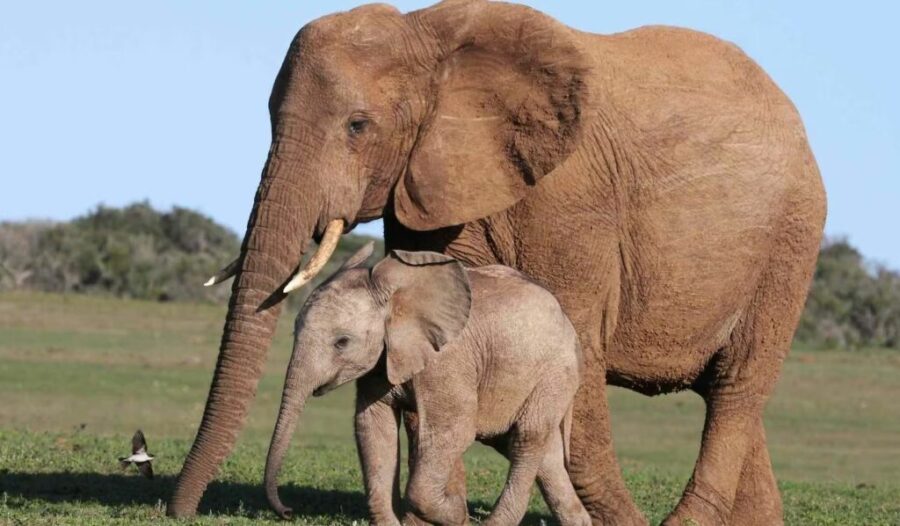 elefante_D24am-1024x598