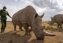 Extinção definitiva! Restam apenas duas fêmeas de rinocerante branco no mundo