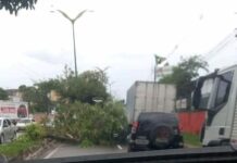 Árvore cai e causa congestionamento na Avenida Rodrigo Otávio