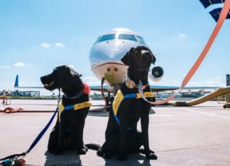 Companhia aérea autoriza cães de até 30 quilos a viajar na cabine do avião