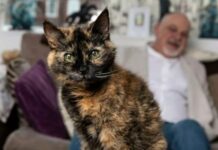 Gata de 31 anos impressiona com idade equivalente a 146 anos humanos
